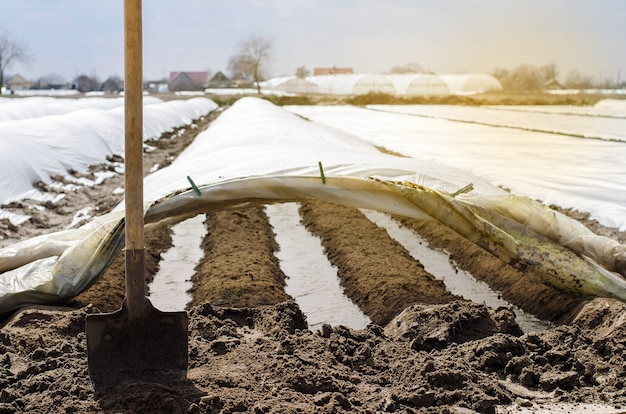 Filari di irrigazione sotto agrofibre in piccole serre spunbond