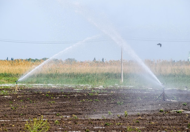 写真 メロン畑の灌<unk>システム 畑に水を注ぐ スプリンクラー