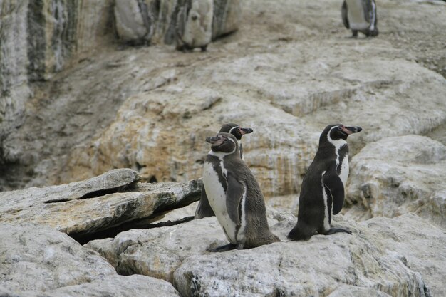 Photo isla damas near la serena chile