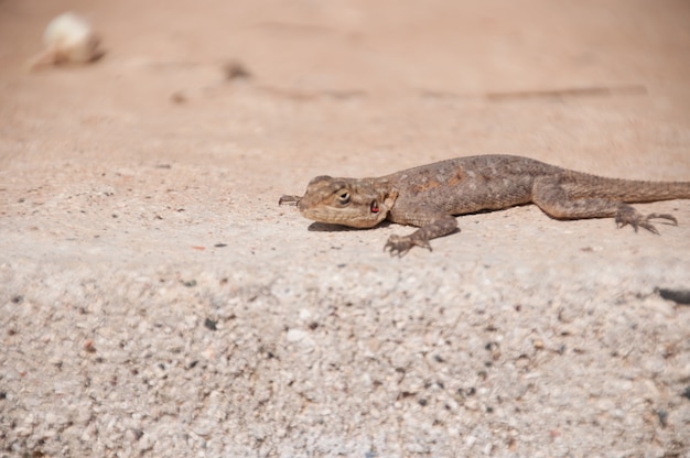 イスラギアセネガル、アフリカ