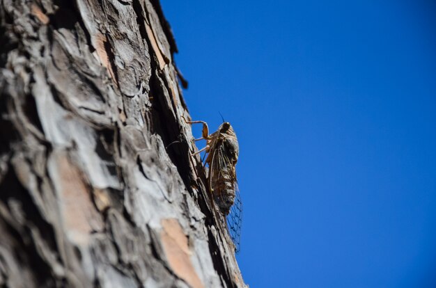 On the island of Crete (Greece) contain a large number of cicadas