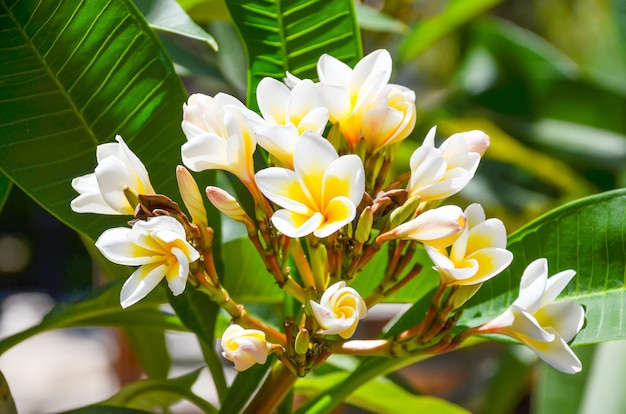 On the island of Crete (Greece) grow beautiful white flowers