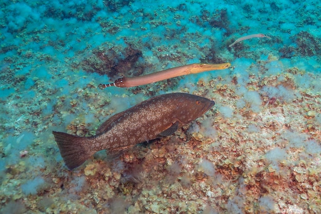 Островной морской окунь или гребенчатый морской окунь Mycteroperca fusca El Hierro Испания