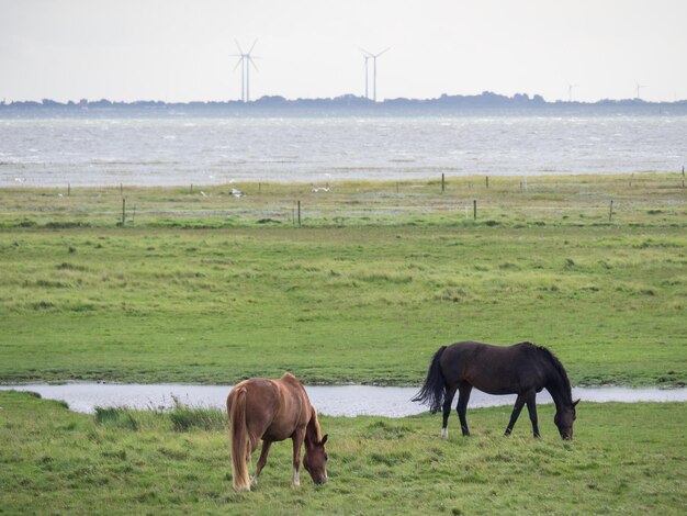 Photo at the island of spiekeroog