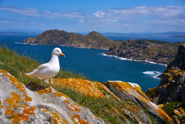 갈리시아에서 Islas Cies 섬 갈매기 바다 갈매기 새