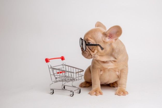写真 白い背景のショッピングバスケットを備えたメガネを身に着けたイソベルカラーのフランス語ブルドッグの子犬