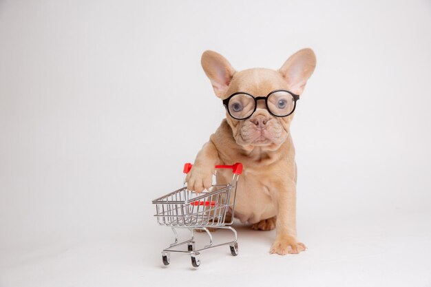 Photo isobelcolored french bulldog puppy with glasses with a shopping basket on a white background