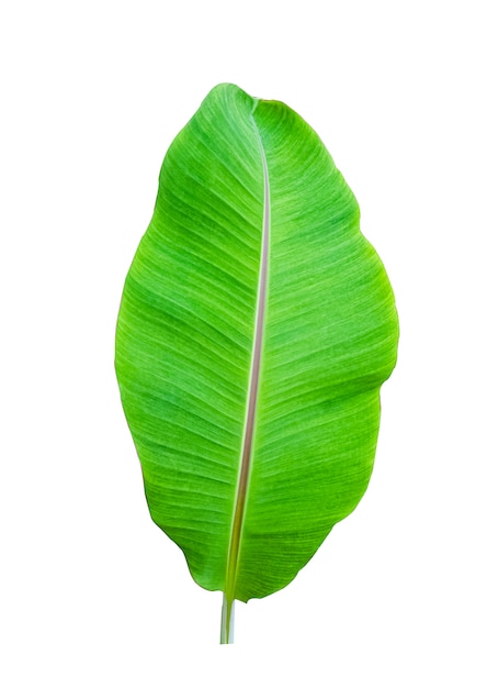 Isolate of banana leaf on white 