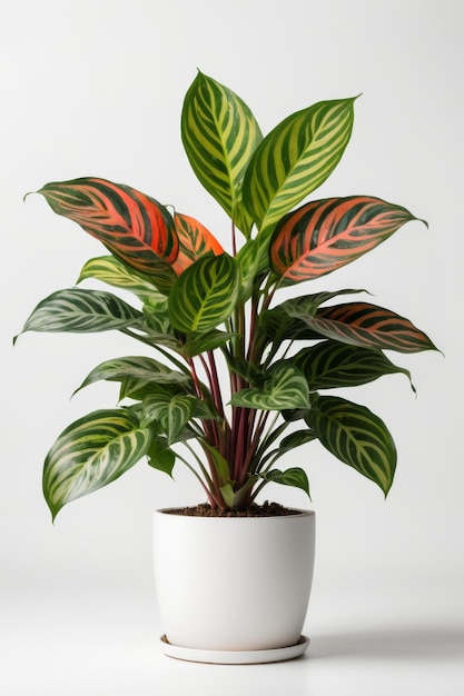 Isolate Chinese Evergreen plant against white wall indoor plant decoration mock up