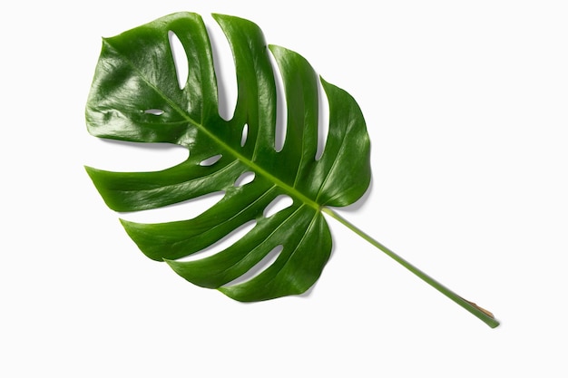 Isolate Dark green Monstera large leaves philodendron tropical foliage plant growing in wild