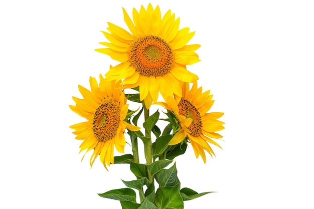 Photo isolate from three sunflower flowers