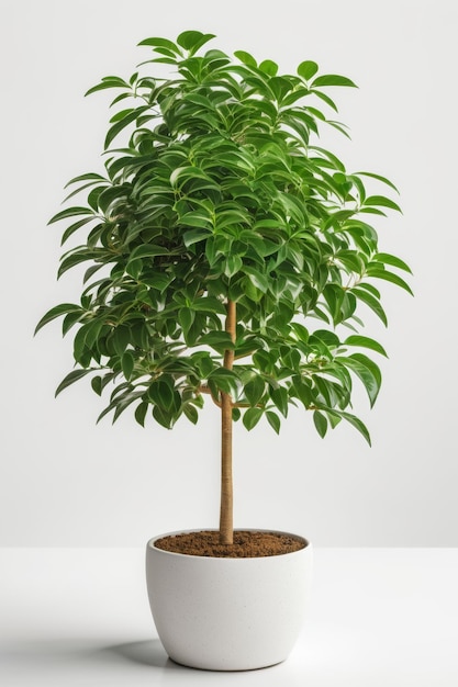 Isolate Money Tree plant against white wall indoor plant decoration mock up