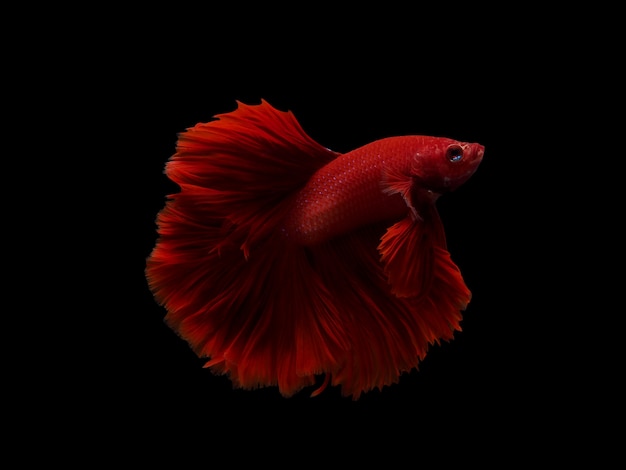 Isolate of siam betta siam fighting fish on black background with cut path