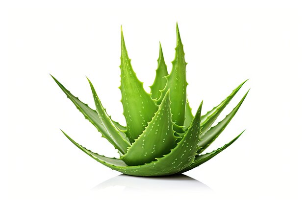 Isolated aloe vera on white background