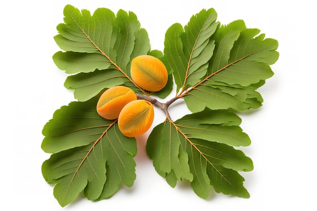 Isolated apricot leaves against a white background Clipping path for apricots Apricot gathering superior photograph