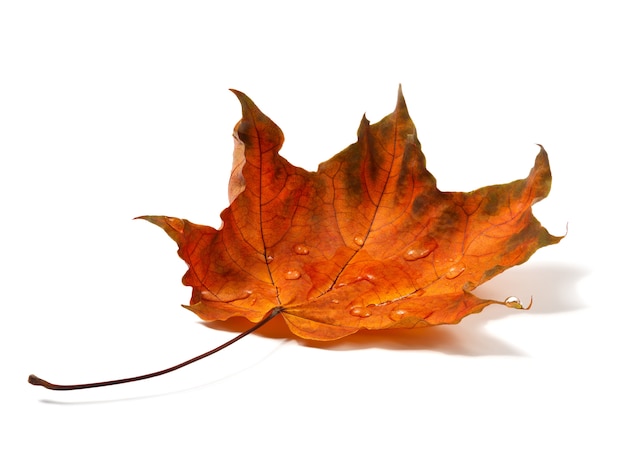 Isolated autumn leaf