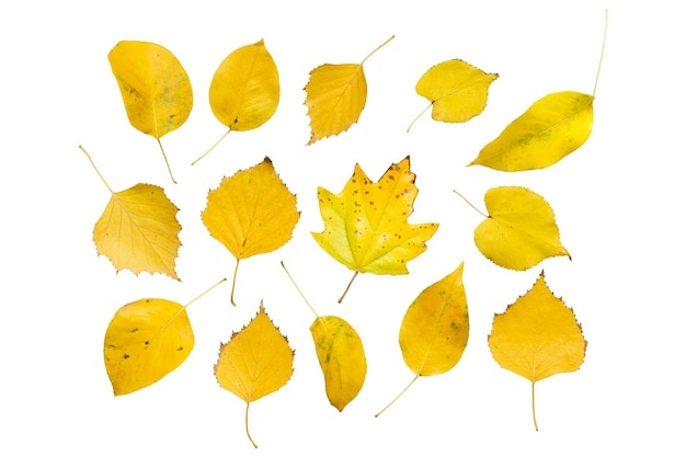 Premium Photo | Isolated autumn leaves of maple poplar birch pear ...