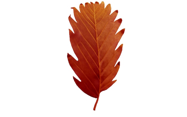 Isolated Autumn Maple Leaf on White Background