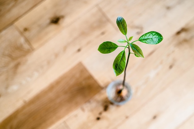 写真 孤立したアボカドの植物