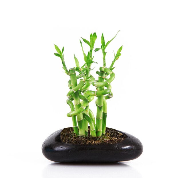 Isolated Bamboo Sprouts inside stone on white background