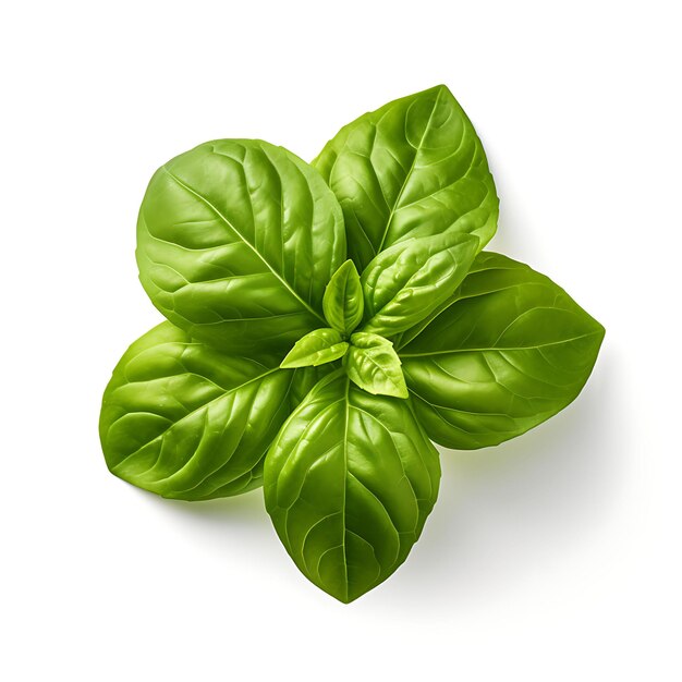 Isolated of Basil Leaf a Glossy and Aromatic Green Leaf With Photoshoot Top View and Professional