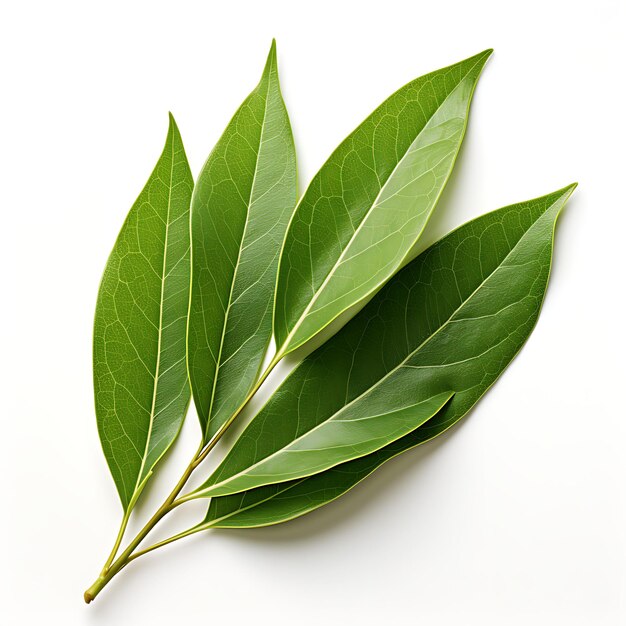 Isolated of Bay Leaf a Fragrant Herb Commonly Used in Cookin Top View Shot on White Background