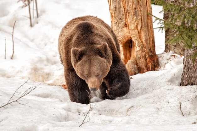 Photo isolated bear walking on the snow