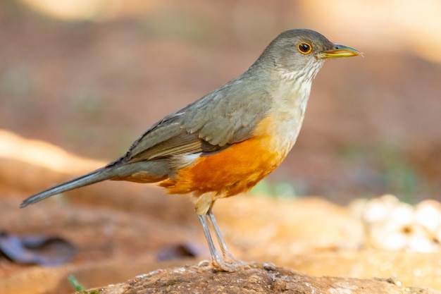 아름다운 Rufousbellied 아구창 새 Turdus rufiventris quotsabia laranjeiraquot 격리