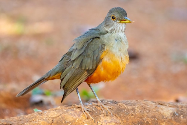 美しい Rufousbelled ツグミ鳥 Turdus rufiventris quotsabia laranjeiraquot を分離しました