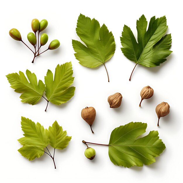 Photo isolated of beech leaf branch beech nut stump with smooth branches and n collection on white bg