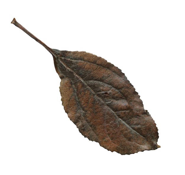 Isolated black autumn leaf