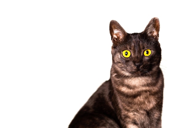 Isolated black cat with amber eyes on a white background