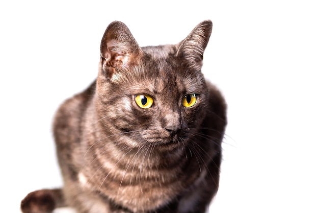 Isolated black cat with amber eyes on a white background