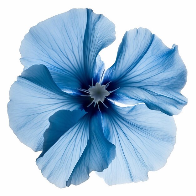 Isolated Blue Flower