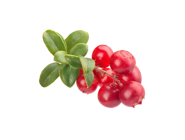 Isolated branch of cowberry with berries and leaves