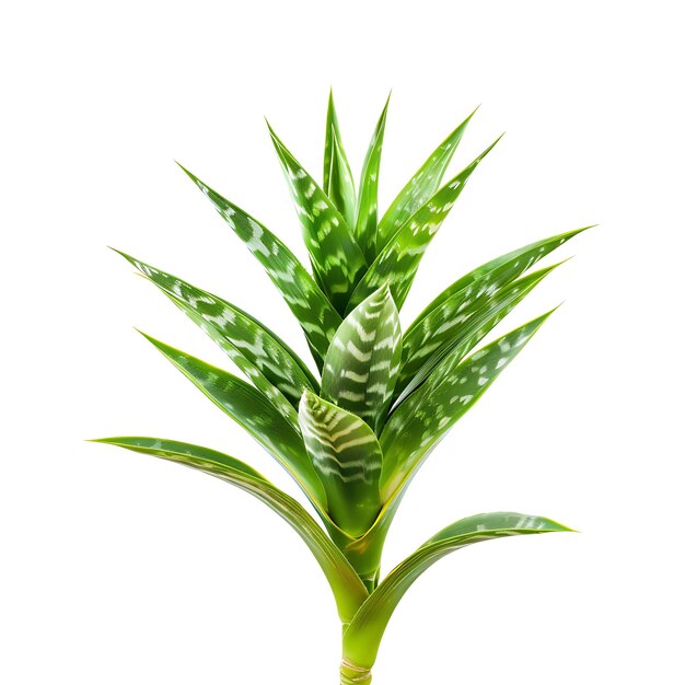 Photo isolated bromeliad leaf with strap like leaf shape and patterned gree on clean background clipart