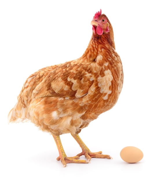 Isolated brown hen with egg in the studio