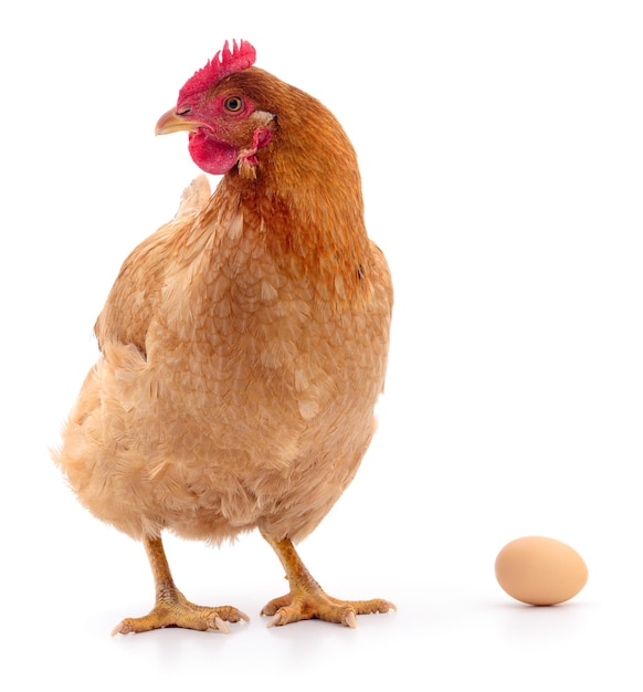 Isolated brown hen with egg in the studio