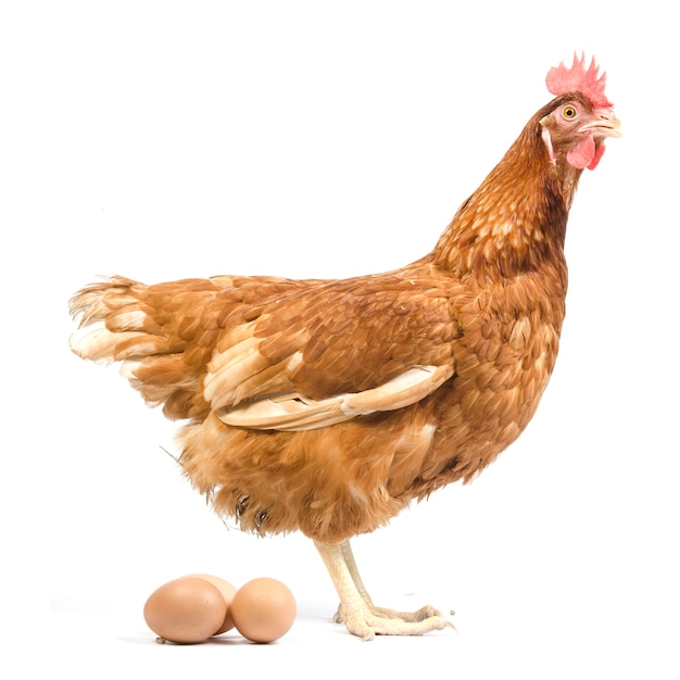 Photo isolated brown hen with egg in the studio