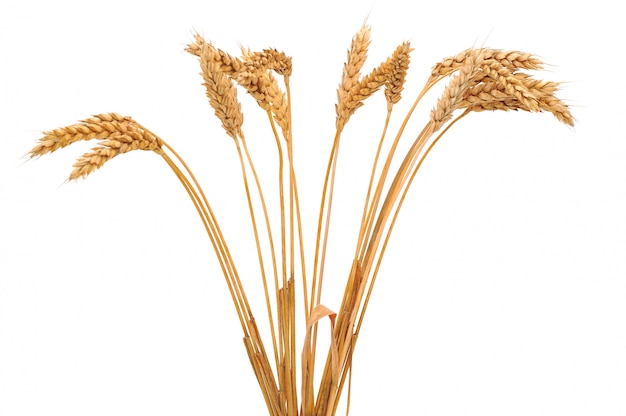 Isolated bunch of wheat