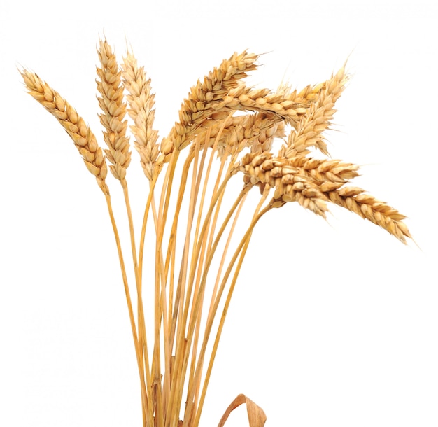 isolated bunch of wheat