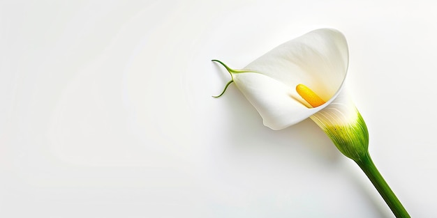 Photo isolated calla lily on white background