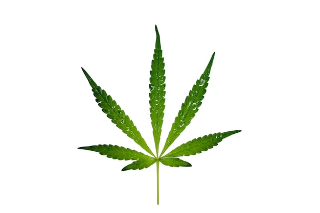 Isolated cannabis leaf on white background with clipping path