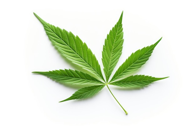 白い背景の上の孤立した大麻の葉