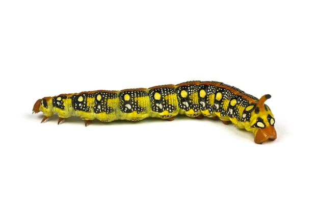 Isolated Caterpillar