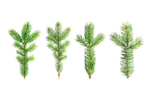 Isolated Christmas tree branches