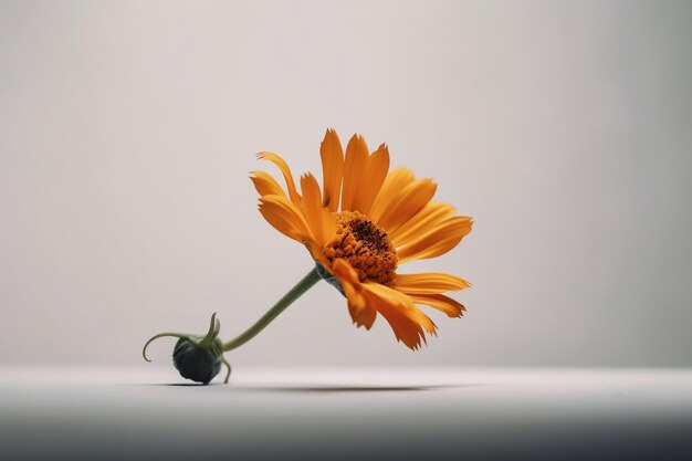 Isolated Close Up of a Single Flower in Photograph Generative AI