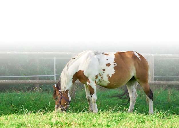 자연에 말을 방목하는 망아지의 고립된 근접 촬영 말 갈색 말의 초상화