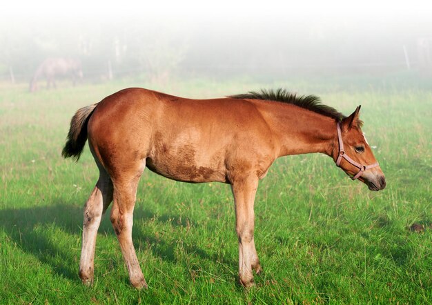 自然に子馬の放牧馬の分離のクローズ アップ馬の茶色の馬の肖像画