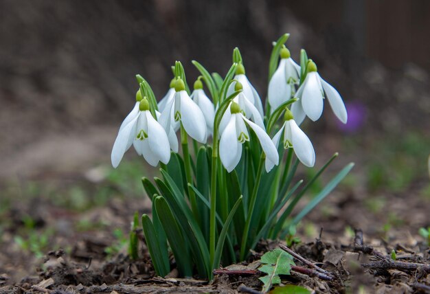 Isolated clump of snowdrops on the ground